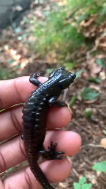 Finding Cool Creatures in Germany! Black Salamander #youtubeshorts #viral #salamander смотреть онлайн