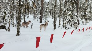 ЖУТКИЙ ВОЙ В ТАЙГЕ ! ОХОТА НА ВОЛКА С ФЛАЖКАМИ. ОБЛОЖИЛИ СТАЮ!