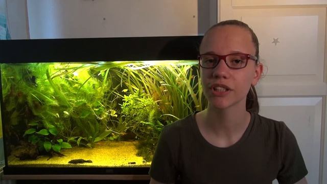 aquariumplanten EMERS vs SUBMERS //Nickey// смотреть онлайн
