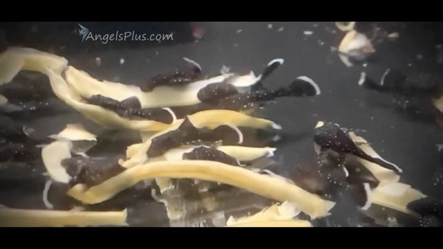 L-181 Peppermint Bristlenose смотреть онлайн