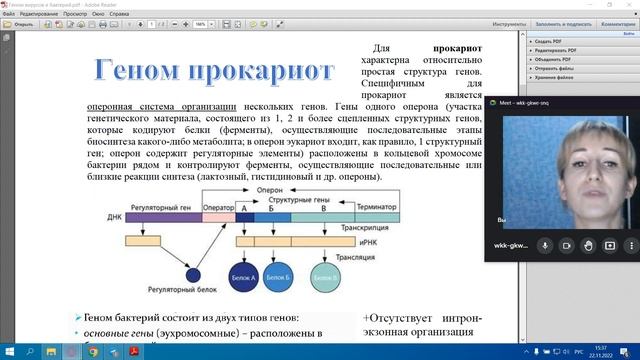 Геном вирусов и прокариот смотреть онлайн