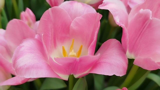 Ярмарка цветов в Петровском пассаже смотреть онлайн