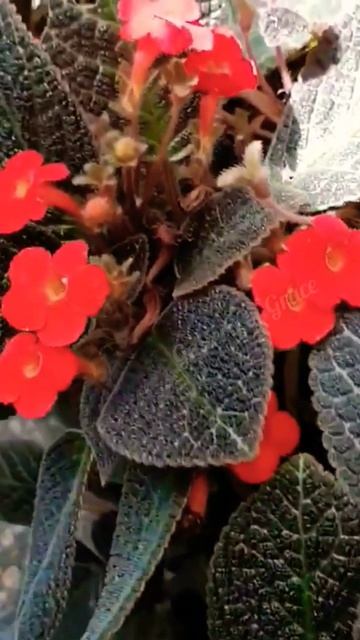 Flame Violet/ Episcia🌿🏵️ смотреть онлайн
