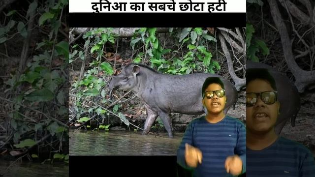 दुनिया का सबचे छोटा हटी कोनसा है ❓️❓️🤔🐘