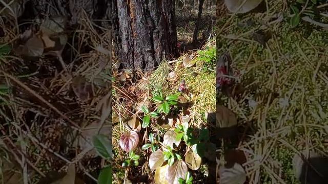 продолжение похода медвежие ушки