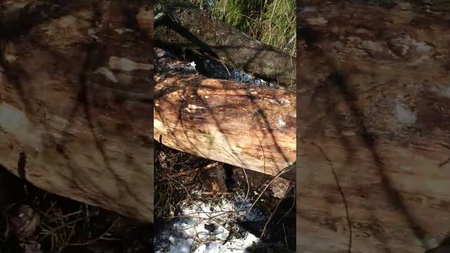 Борть калода из ели смотреть онлайн