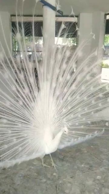 Peacock Dancing 🦚 #shorts смотреть онлайн