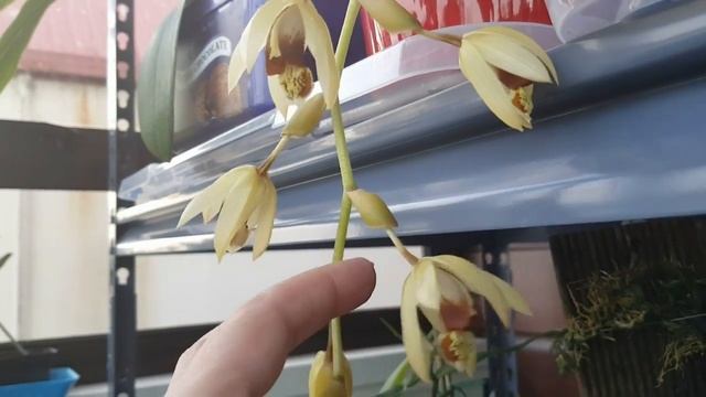 Coelogyne Tomentosa In Bloom