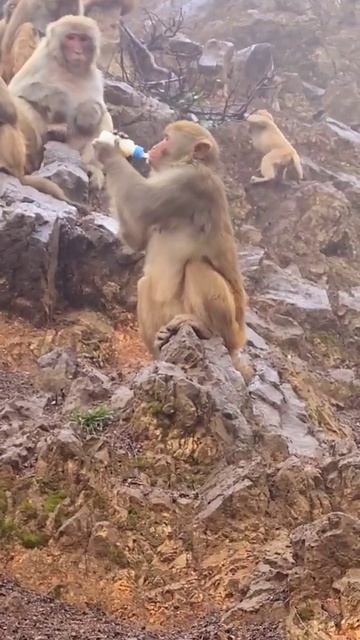 #shorts monkey 5g 4 eating habits gta 5 eating plants 4 food groups elf got7 asmr 2 monkeys playing смотреть онлайн