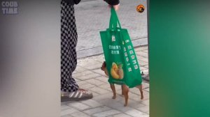 COUB TIME #34 | BEST MEMES  | FAILS | GIRLS | Лучшие Приколы 2024