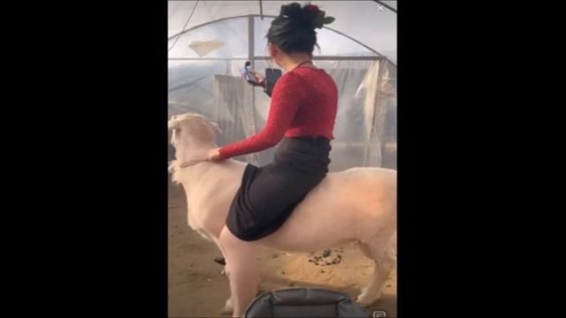 Girl Rides Her Sheep Every Day! смотреть онлайн