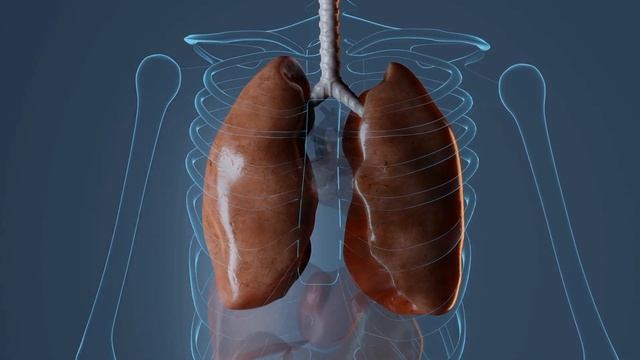 COMPLETE Human Anatomy in 1 Hour! A to Z 3D Human Body Organ Systems смотреть онлайн