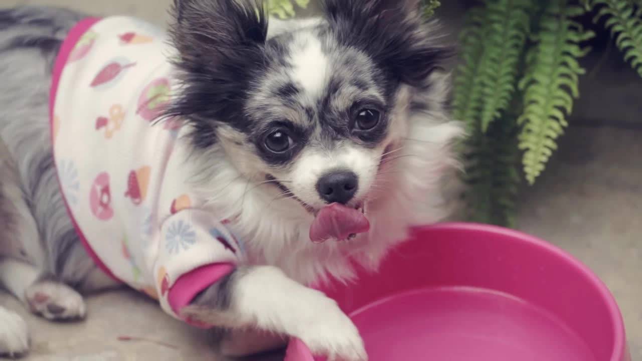 Тепловой удар у собаки: симптомы и лечение | Софи 🐕🌡️ смотреть онлайн