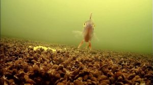 ПОДВОДНАЯ СЪЕМКА, КАК ПОДХОДИТ РЫБА НА КОРМ!