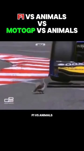 Гонщики и птицы