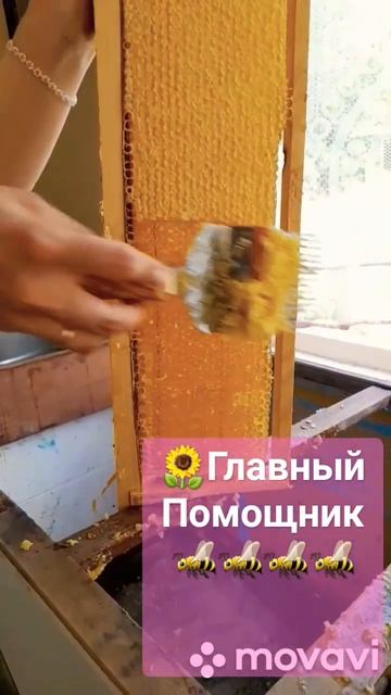 Собираем мёд. 1.08.23 #пчеловодство #мёд #пчелы #пасека смотреть онлайн