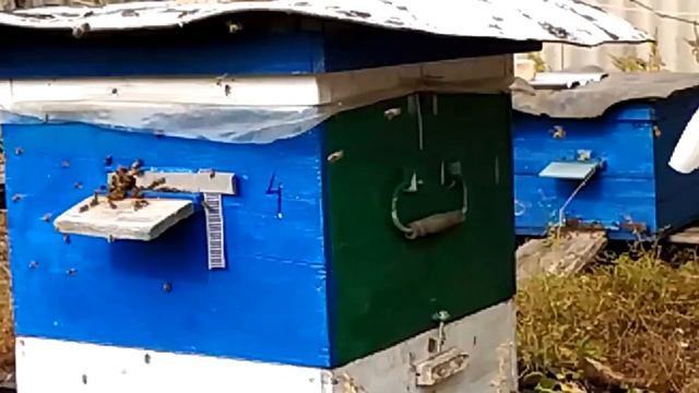Моя пасека смотреть онлайн