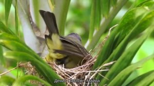 СБОРНИК ЧУВАШСКИХ ПЕСЕН 2024 | #7