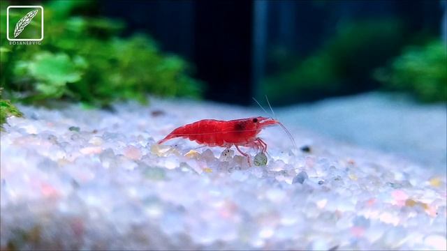 Neocaridina Heteropoda смотреть онлайн