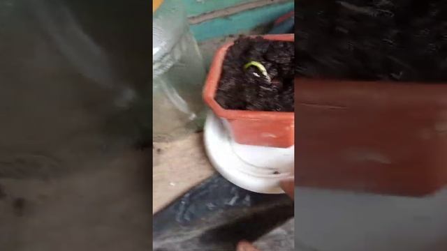 ЧЕСНОК С КОРНЯМИ ПРОТИВ ЧЕСНОКА БЕЗ КОРНЕЙ смотреть онлайн