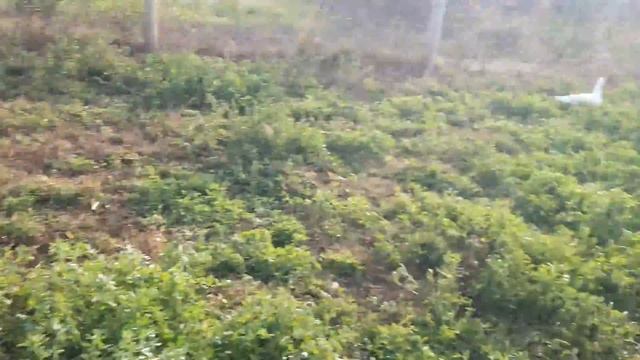 ЭКСПЕРИМЕНТ ! Горчица или Люцерна ?!