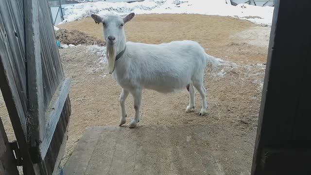 Токсово _20250302_153557 смотреть онлайн