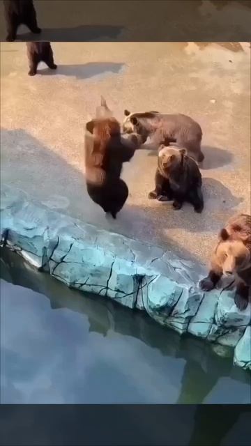 Мишка - артист. смотреть онлайн