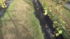 Влагозарядный полив