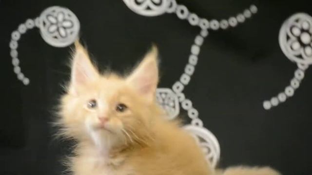 RONALD Yanika Coon Питомник мейн кунов YANIKA COON http://yanika-coon.com смотреть онлайн