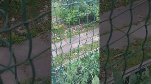 сетка для гороха, снято 25.06.23