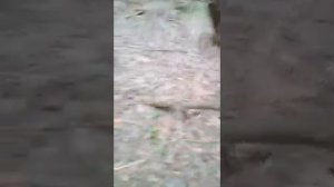 Где и Когда искать Сморчки, Строчки! Бизнес на Грибах!!!