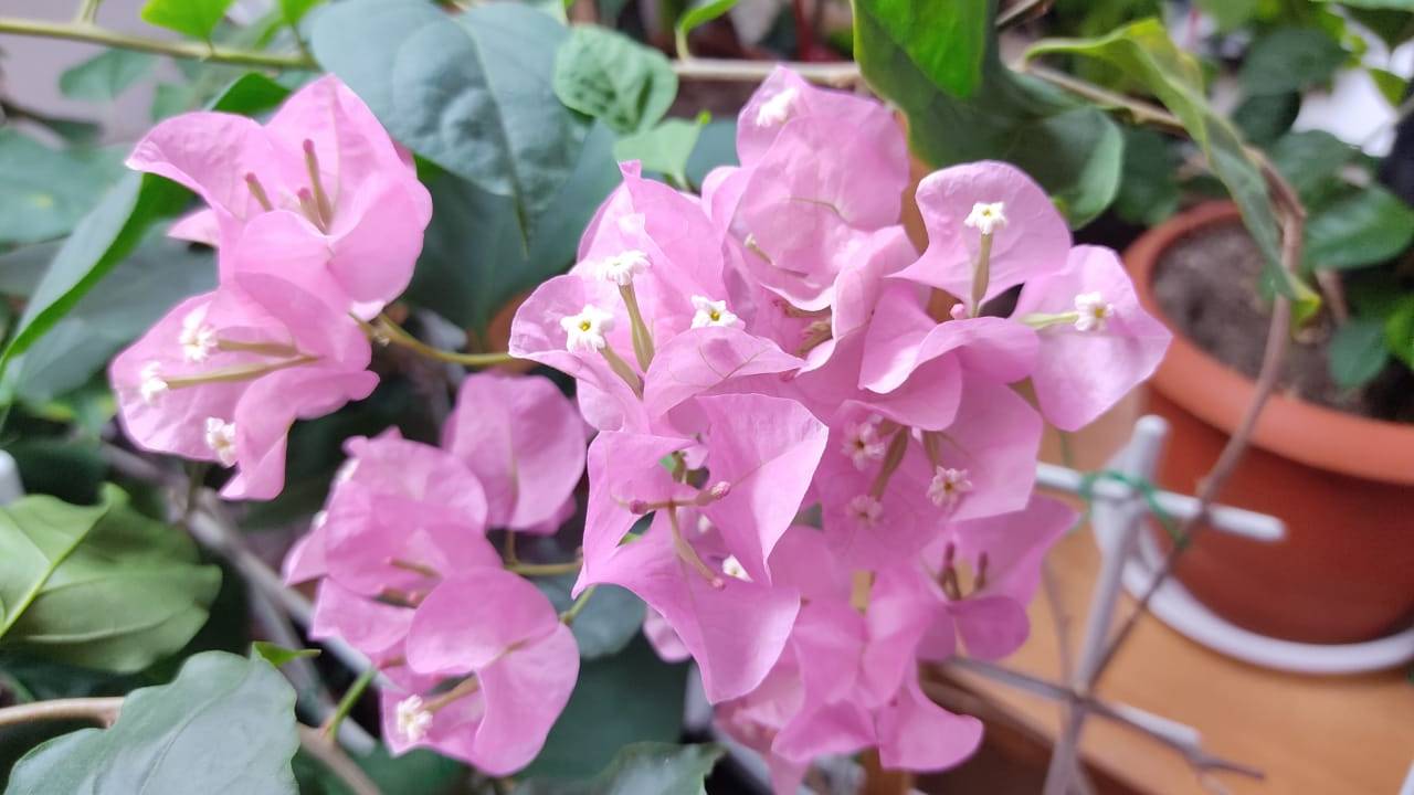 ПРОДАЖА БУГЕНВИЛЛЕЙ. смотреть онлайн