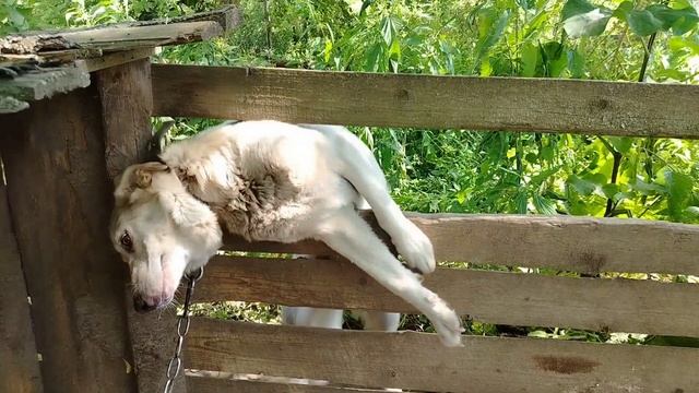 курочка с цыплятками смотреть онлайн