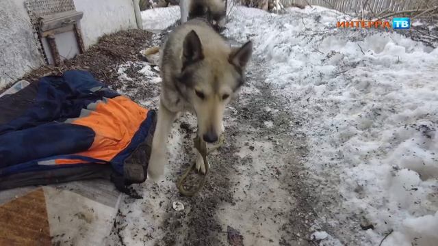 Первоуралец ищет хозяина для найденной собаки смотреть онлайн