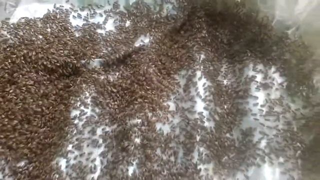 Борьба с трутовкой(3) смотреть онлайн
