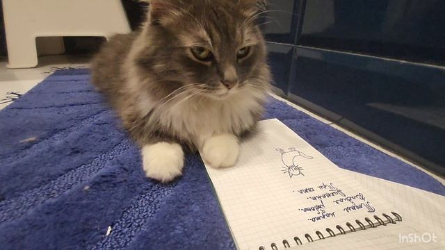 На диктанте только один Белобрыс или странный кот🐱 часть 2 смотреть онлайн