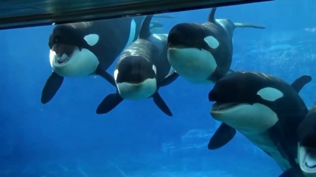 Названия и звуки животных рыба-клоун, осьминог, акула, морская черепаха, лягушка смотреть онлайн