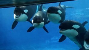 Названия и звуки  животных рыба-клоун, осьминог, акула, морская черепаха, лягушка