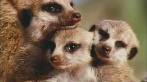 Введение в биологию