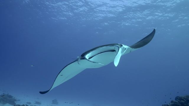 Большой Барьерный риф с Дэвидом Аттенборо 2 серия «Гости рифа» (документальный сериал, 2015) смотреть онлайн