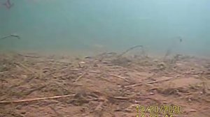 Щука ловит ерша. И не только...