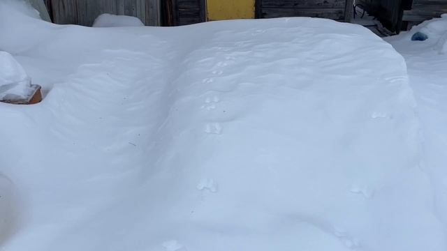 Показываю богатство🌸🪻🌷Где высаживать-то буду_ Зимняя переправа смотреть онлайн
