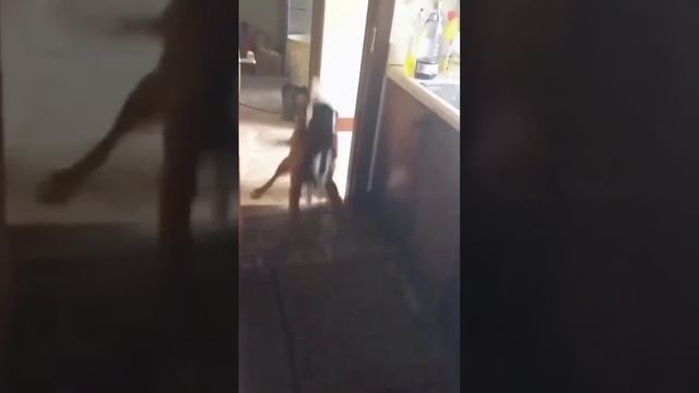 для котиков нет ничего невозможного.mp4