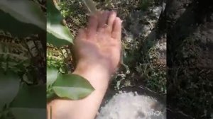 Абиссинская скважина игла 23 мая 2021г.