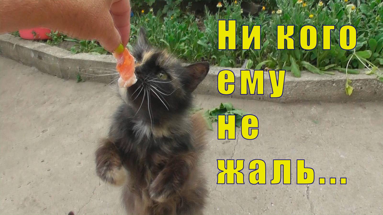 НИ КОГО ЕМУ НЕ ЖАЛЬ / А У МЕНЯ ГОСТИ / 28 февраля 2025 смотреть онлайн