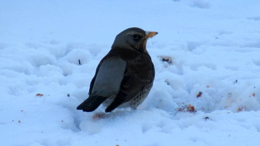 Дрозд рябинник ищет под снегом прошлогодние ягоды смотреть онлайн