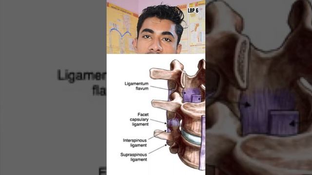 Main Ligament of Lumbar Spine #ligaments #anatomy #Orthopedics#health #anatomy смотреть онлайн