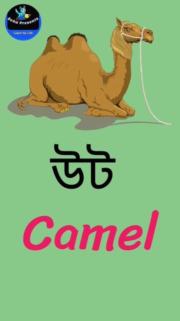 উট | Camel | Kids Vocabulary Learning #shorts #viral смотреть онлайн