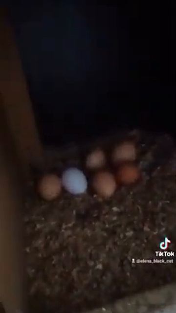 курочки,яички,частный дом