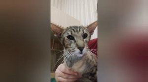 Кошка ориентальная 1 год